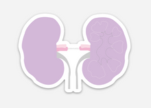Load image into Gallery viewer, Kidneys Sticker